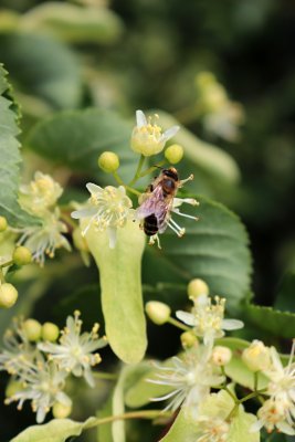 Tilia cordata - lípa srdčitá - květ při opylování včelou(43)